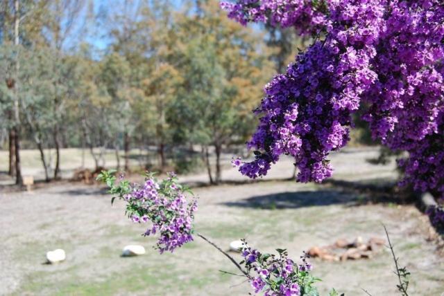 Little Swanport Gumleaves Bush Holidays מראה חיצוני תמונה