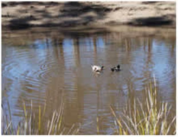 Little Swanport Gumleaves Bush Holidays מראה חיצוני תמונה
